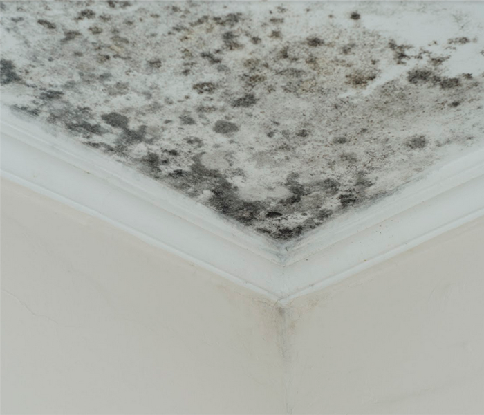 mold growing on the ceiling in the corner of a room